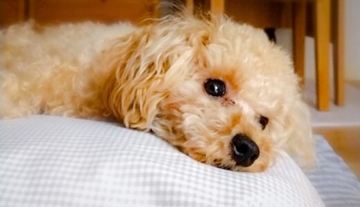 飼い主が亡くなった犬の気持ちとは？典型的なサインや癒す方法を解説