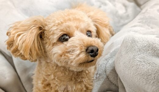 亡くなった犬の気持ちを知りたい人必見！伝えたかった想いや飼い主が試すべき方法
