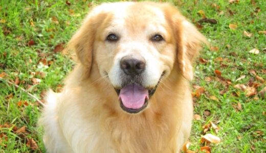 犬の最期に立ち会えなかった時に犬は寂しい思いをしているの？看取れずに後悔している人は必見