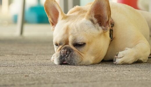 亡くなったペットからのメッセージをリアルに伝えてくれる占い師20選！霊視やタロットであの子の気持ちがわかる