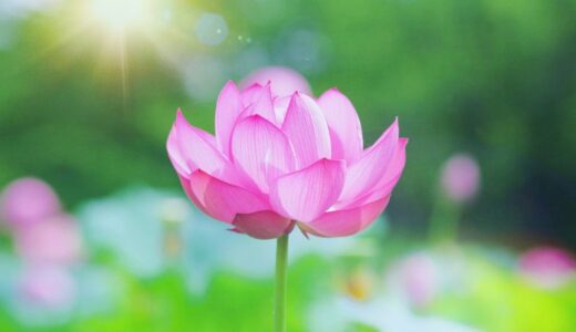 魂レベルが上がると起こることチェック項目13つ！魂レベルが高い人になるための方法も解説